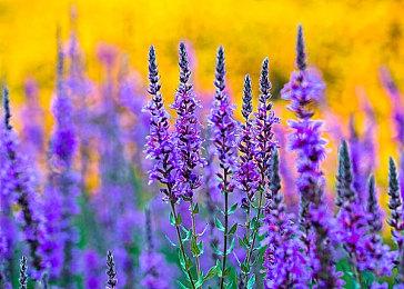 多人在线《巫师》新作或允许玩家创建属于自己的猎魔人